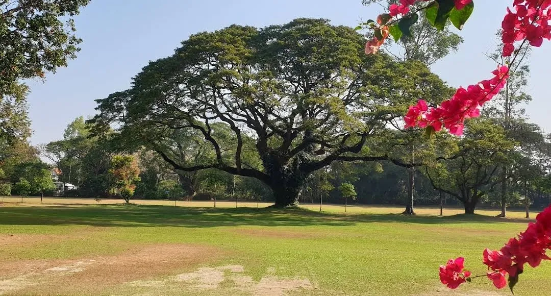 Giant rain tree with bougainvillea at Chiang Mai Gymkhana Club