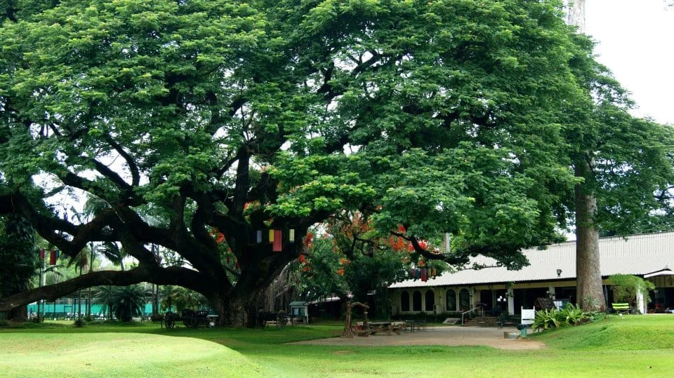 Giant rain tree and colonial clubhouse at Chiang Mai Gymkhana Club