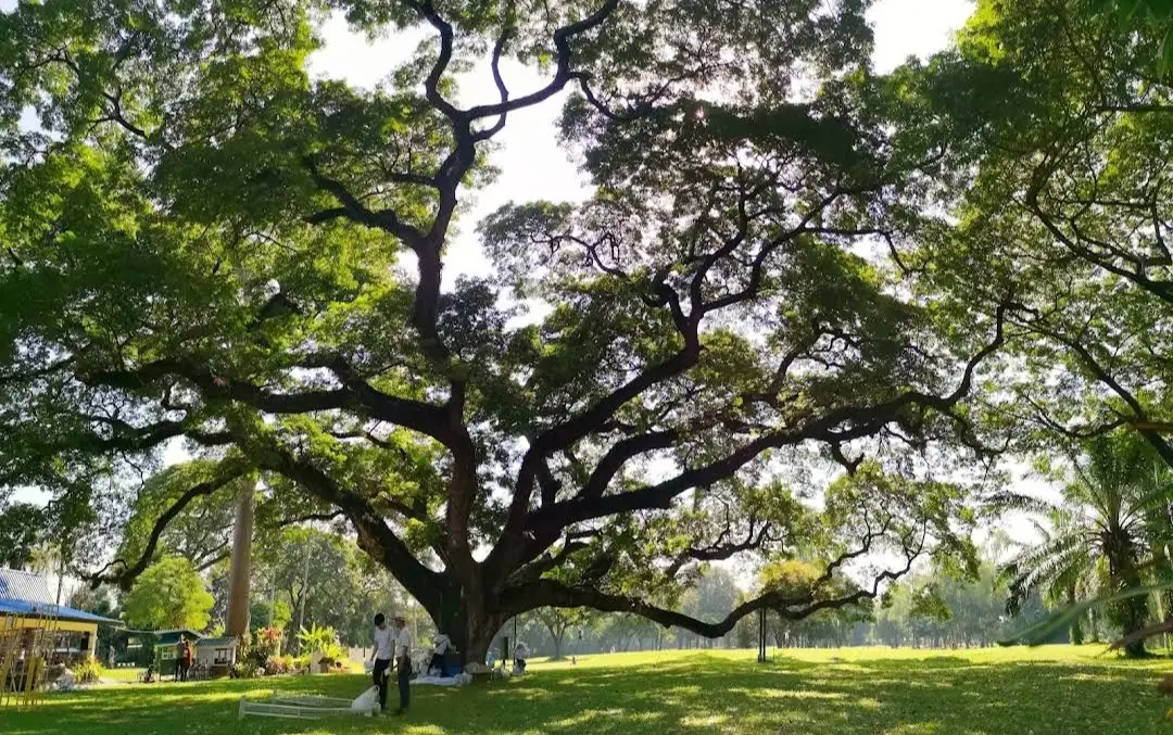 Giant rain tree at Chiang Mai Gymkhana Club with wide canopy