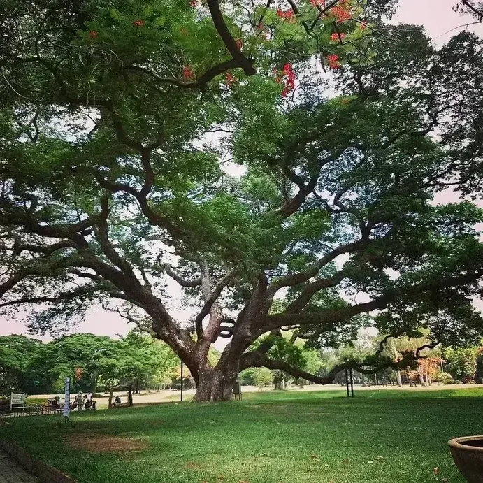 Giant rain tree decorated with fairy lights at night for a ceremony at Chiang Mai Gymkhana