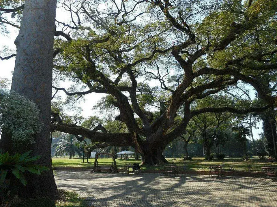 Park benches on the terrace beneath the giant tree at Chiang Mai Gymkhana Club