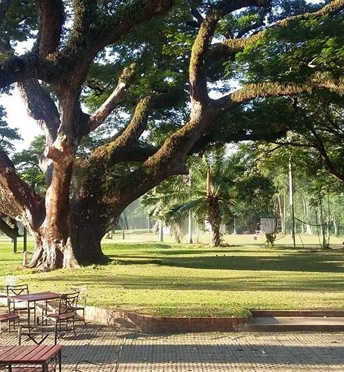 Bistro tables on the terrace beneath the giant rain tree at Chiang Mai Gymkhana Club