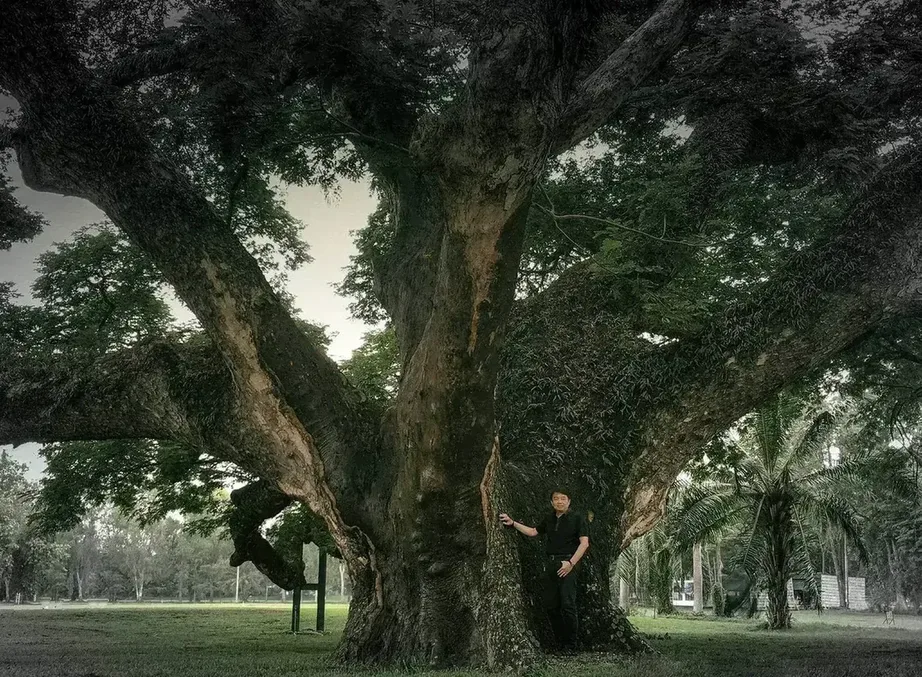 Man standing at the base of the giant rain tree at Chiang Mai Gymkhana