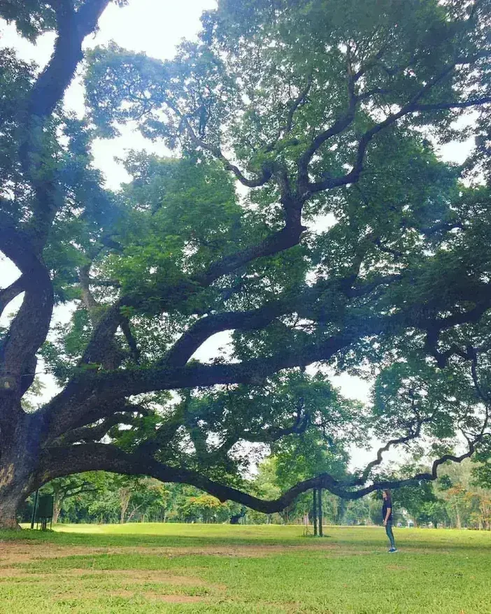 The massive rain tree with dramatic branches and a person standing beneath it at Chiang Mai Gymkhana