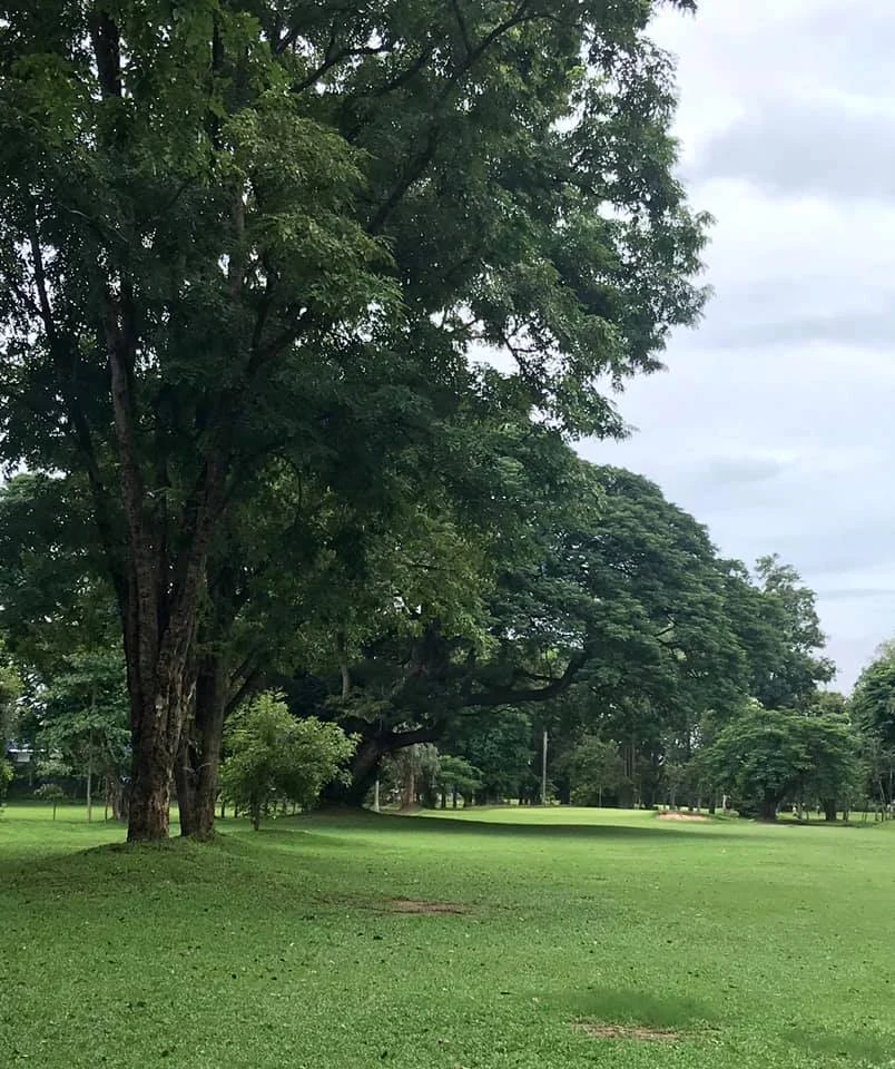 Open parkland with mature trees surrounding the Chiang Mai Gymkhana Club sports facilities