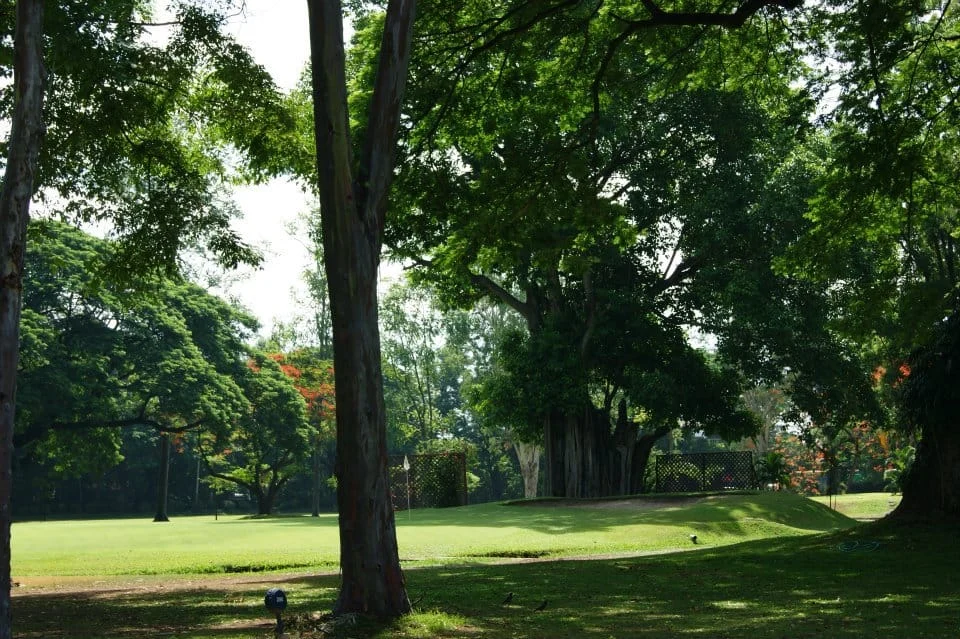Green lawn with dappled light at Chiang Mai Gymkhana Club