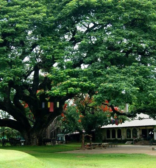 Rain tree with flags and the Gymkhana clubhouse